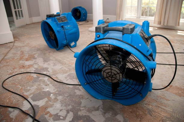 Best Local water damage restoration  in Williston, SC